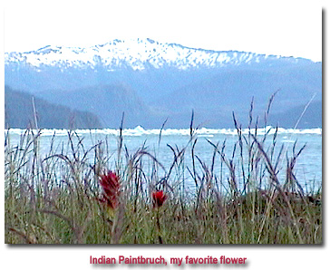 Indian Paintbrush